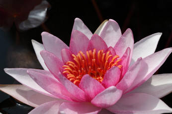 Картинка цветы лилии водяные нимфеи кувшинки