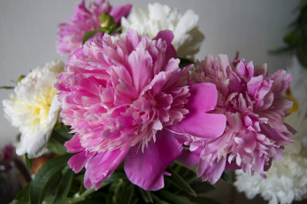 Картинка цветы пионы пион