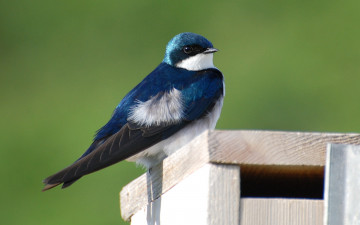 Картинка животные ласточки птица отдых