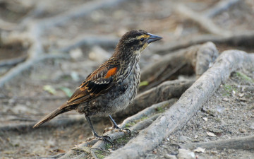 Картинка животные птицы птица земля