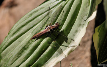 Картинка животные стрекозы насекомое трава