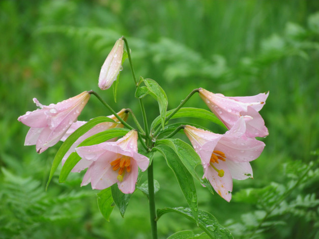 Обои картинки фото цветы, амариллисы, гиппеаструмы, сиренивый