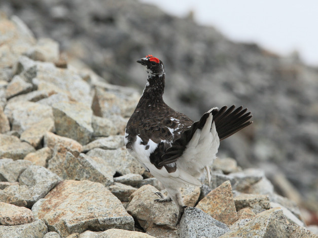 Обои картинки фото животные, глухари, тетерева, фазаны, камни, птица