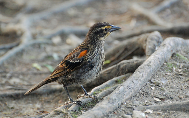 Обои картинки фото животные, птицы, птица, земля