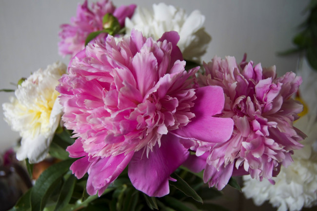 Обои картинки фото цветы, пионы, пион