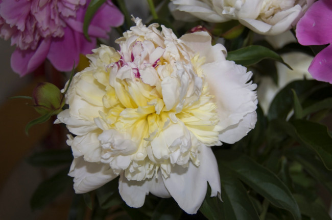 Обои картинки фото цветы, пионы, пион