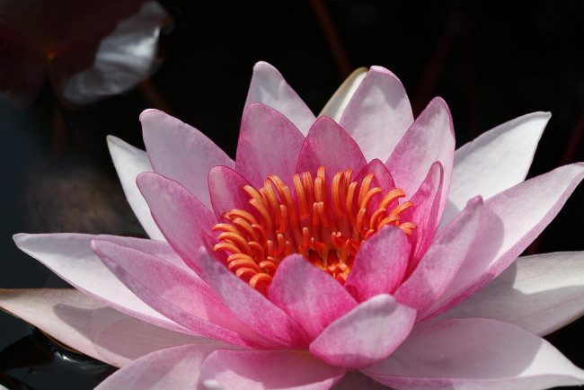 Обои картинки фото цветы, лилии, водяные, нимфеи, кувшинки