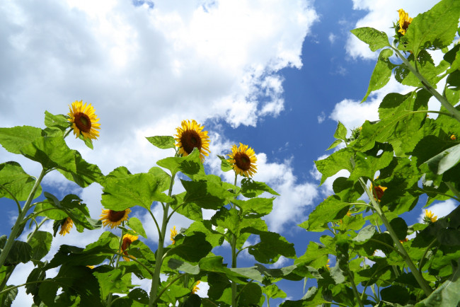 Обои картинки фото цветы, подсолнухи, небо