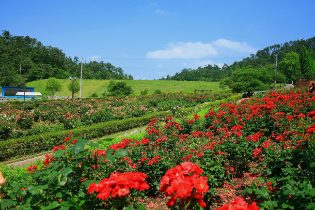 Обои картинки фото цветы, розы, дорога, деревья