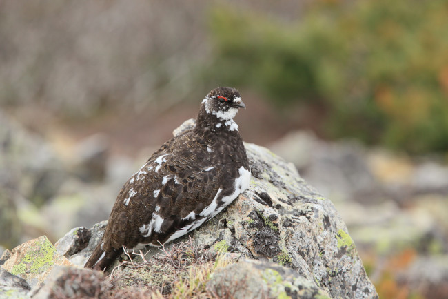 Обои картинки фото животные, куропатки, рябчики, перепела, камни, птица