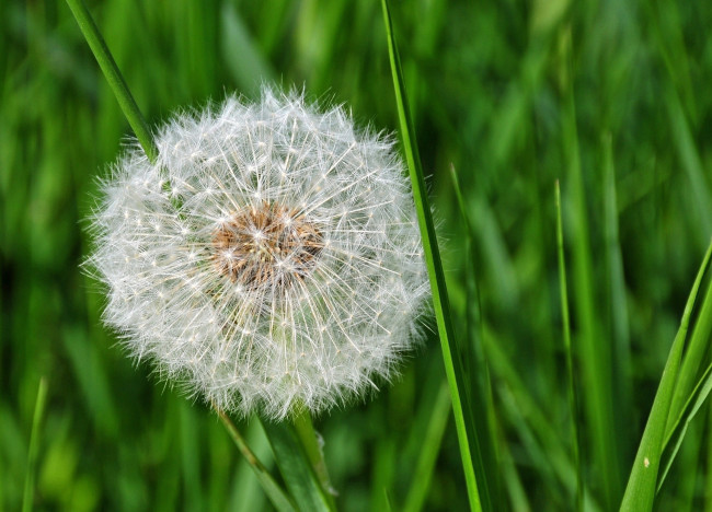 Обои картинки фото цветы, одуванчики, круглый, пушистый