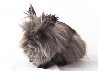 Картинка животные кролики зайцы мохнатый