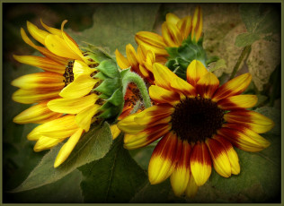 Картинка цветы подсолнухи пестрый