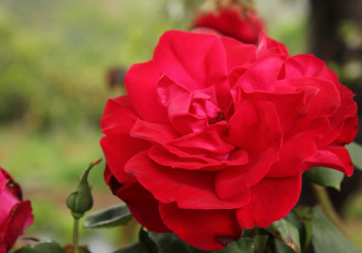 Картинка цветы розы макро