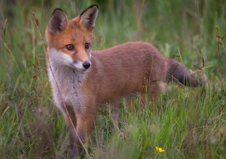 Картинка животные лисы лисенок
