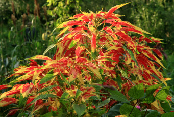 Картинка цветы амаранты листья пестрый