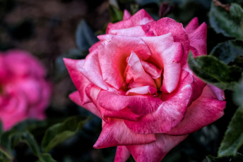 Картинка цветы розы розовый