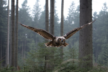 Картинка животные совы полет