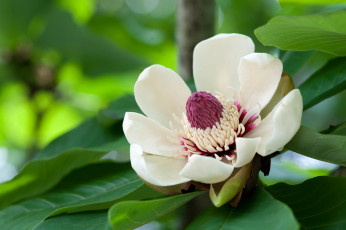 Картинка цветы магнолии макро лепестки