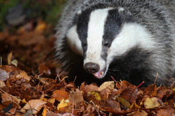 Картинка животные барсуки листья