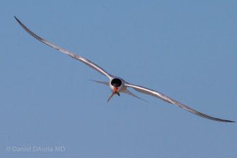 Картинка животные Чайки бакланы крачки крачка форстера полет добыча