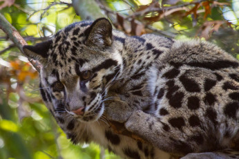 Картинка животные леопарды дымчатый леопард пятна