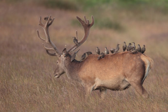 Картинка животные разные вместе скворцы птицы олень