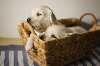 Картинка животные собаки корзина щенки