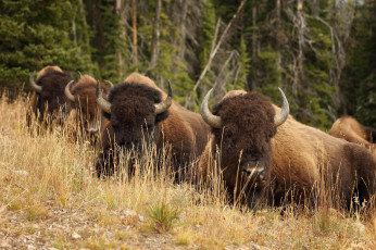 Картинка животные зубры бизоны рога