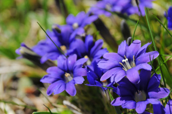 Картинка цветы горечавки синий