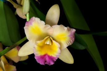 Картинка цветы орхидеи пестрый