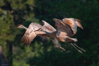Картинка животные журавли пара полет