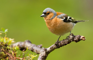 Картинка животные птицы зяблик ветка