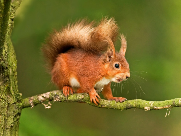 Обои картинки фото животные, белки, ветка, рыжая