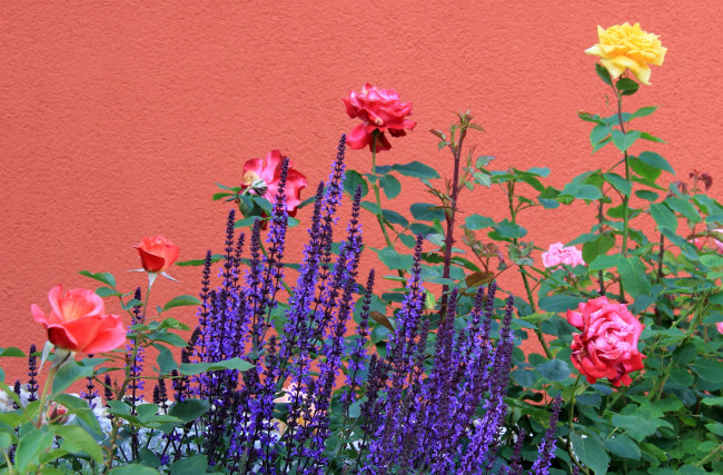 Обои картинки фото цветы, разные, вместе, стена, лаванда, розы
