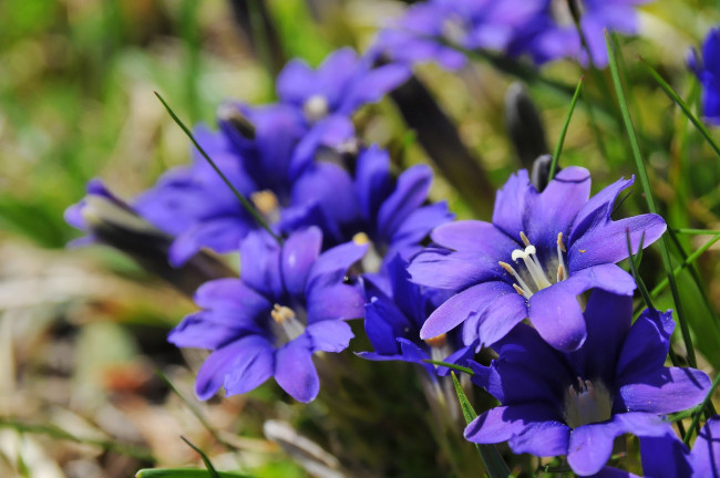 Обои картинки фото цветы, горечавки, синий