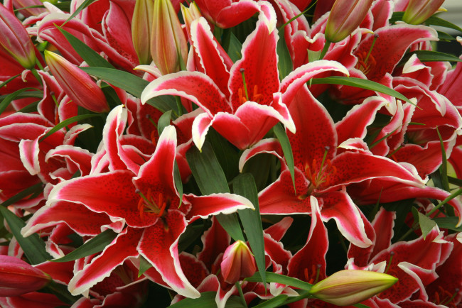 Обои картинки фото цветы, лилии, лилейники, много, красные