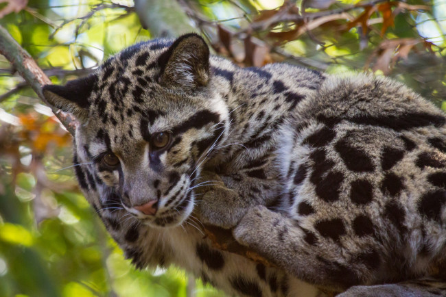 Обои картинки фото животные, леопарды, дымчатый, леопард, пятна