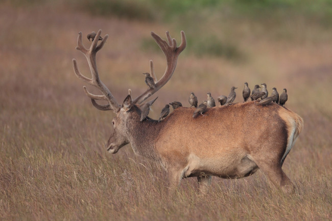 Обои картинки фото животные, разные, вместе, скворцы, птицы, олень