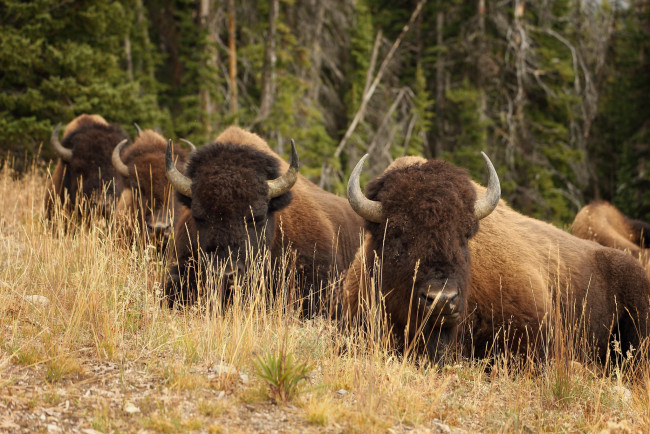 Обои картинки фото животные, зубры, бизоны, рога
