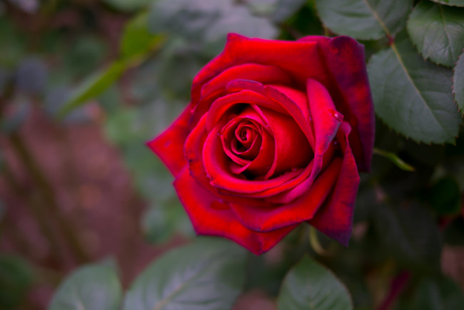 Обои картинки фото цветы, розы, красный