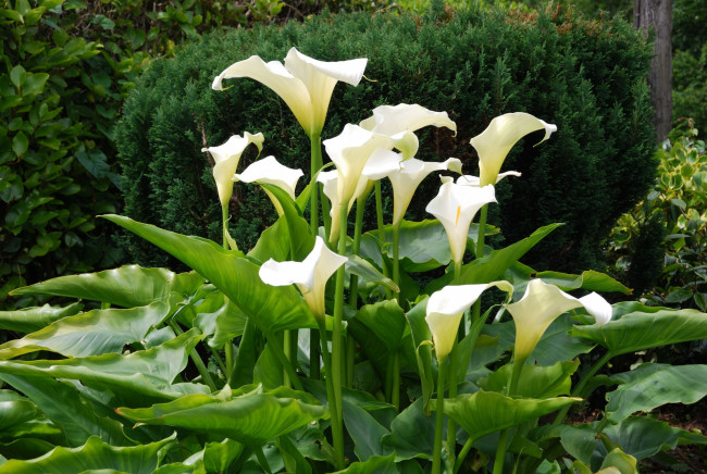 Обои картинки фото цветы, каллы, белый