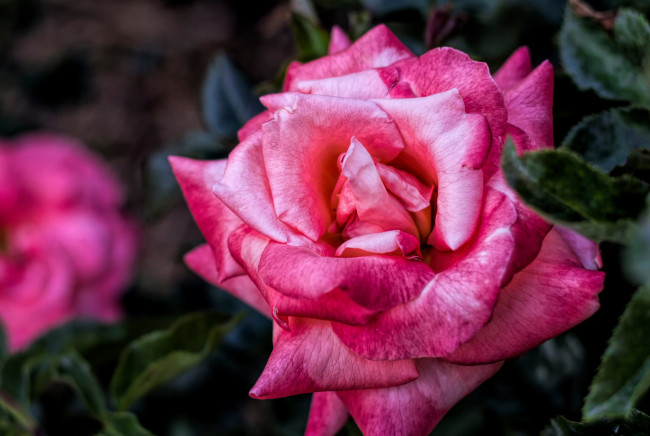 Обои картинки фото цветы, розы, розовый