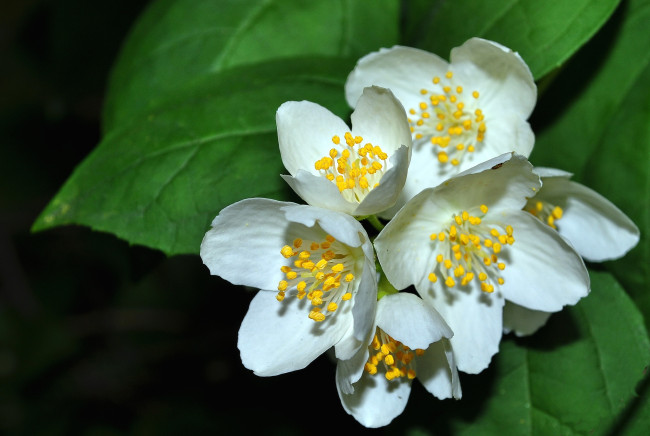 Обои картинки фото цветы, жасмин, куст