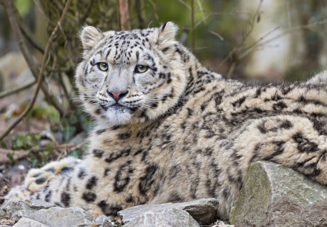 Обои картинки фото животные, снежный, барс, ирбис