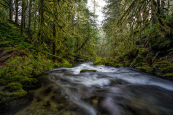 Картинка природа реки озера река лес