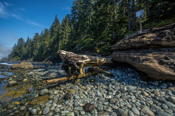 Картинка природа реки озера река лес