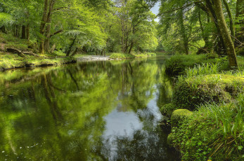 Картинка природа реки озера река лес