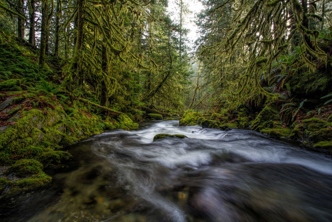 Обои картинки фото природа, реки, озера, река, лес