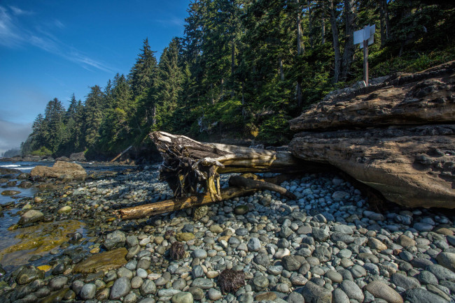 Обои картинки фото природа, реки, озера, река, лес